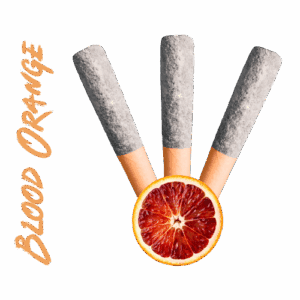 Chillbilly’sBlue Lemonade Max 60’s triple-infused pre-rolls by Chillbilly — sweet citrus meets liquid diamonds in Canada’s highest potency infused joints. Ontario, AlbertBlue Lemonade Max 60’s triple-infused pre-rolls by Chillbilly — sweet citrus meets liquid diamonds in Canada’s highest potency infused joints. Ontario, Alberta, British Columbia. Blood Orange Max 60’s Triple Diamond Infused Pre-Rolls — diamond-ifused with high potency cocnentrates made in Canada. Cannabis sold in provinces like Alberta, Onatario, British Columbia.